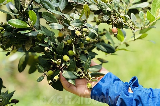 Mùa sim chín trên núi đồi Chí Linh