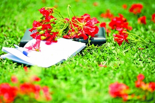 Hạ vẫn còn trong những cánh phượng rơi