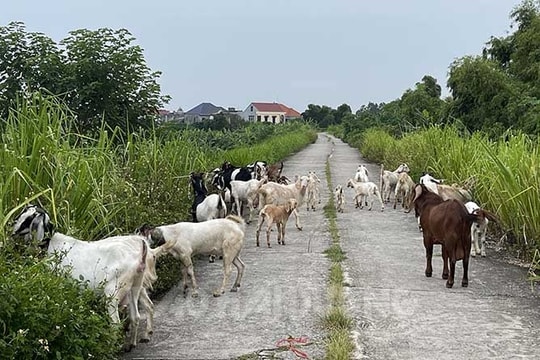 Thả dê trên đường đê xã An Thượng