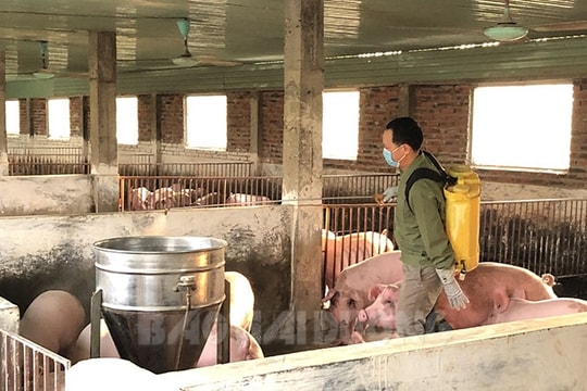 Số cơ sở chăn nuôi VietGAP ở Chí Linh nhiều nhất tỉnh
