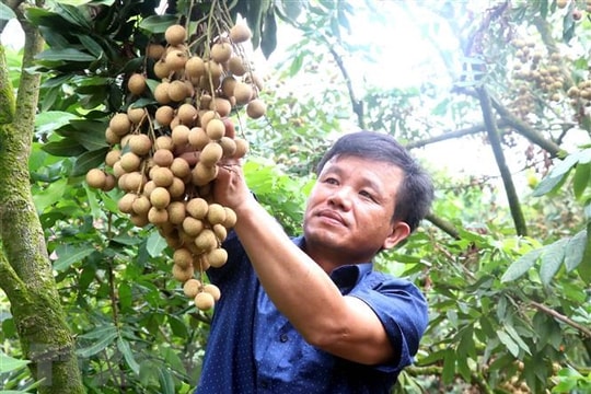 Tour trải nghiệm vườn nhãn hấp dẫn nhiều du khách ở Hưng Yên