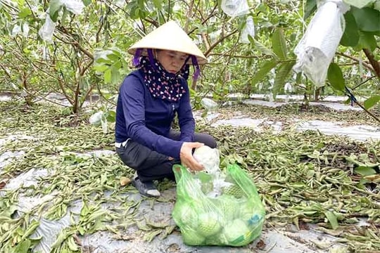 Cây ổi lê trên đất Đồng Cẩm
