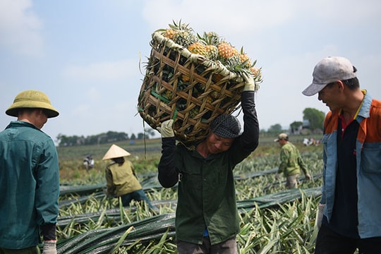 Trung Quốc ồ ạt mua nông sản Việt, phát hiện vi phạm có thể dừng nhập khẩu