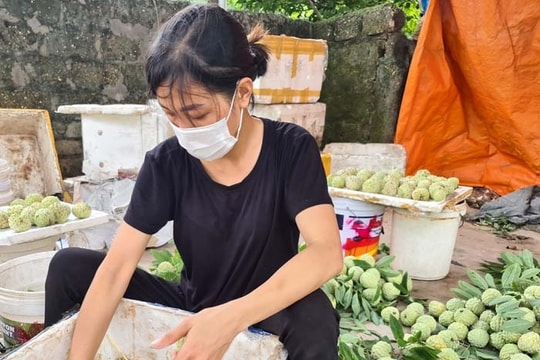 Na Chí Linh tiêu thụ thuận lợi