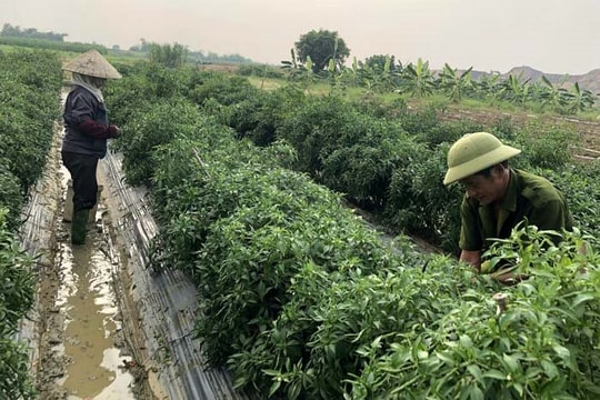 Kim Thành có gần 60 ha rau theo quy trình VietGAP