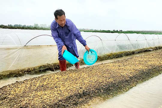 "Có tội" với cây trồng