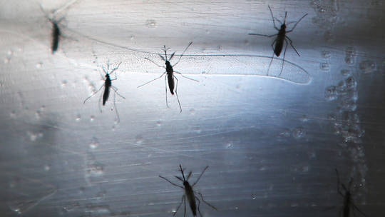 Israel phát hiện muỗi mang virus "Tây sông Nile"