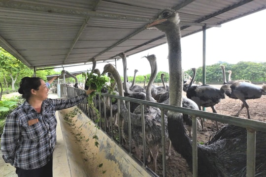 Trang trại chim khổng lồ không biết bay ở Hải Dương 