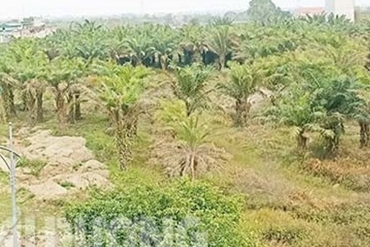 Không để chính sách ưu đãi đất đai cho giáo dục, y tế nằm trên giấy