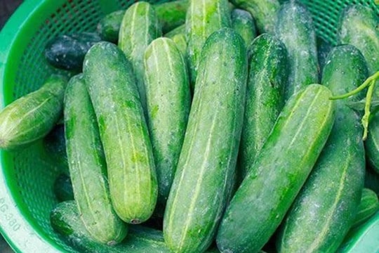 Dưa chuột đắng có phải do nhiễm hoá chất?