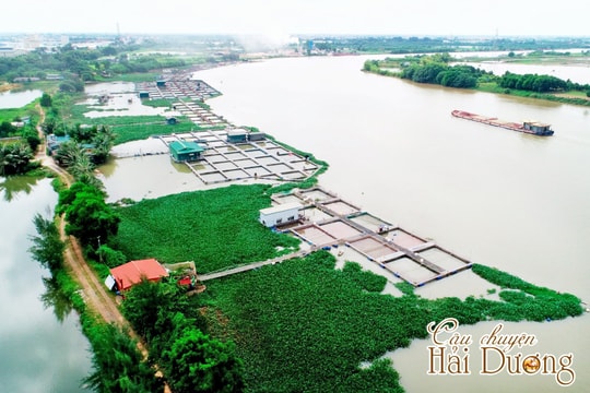 "Bức tranh" cá lồng Hải Dương