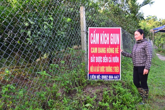 Phạt nặng tới 150 triệu đồng, kích điện tận diệt giun đất vẫn diễn ra rầm rộ