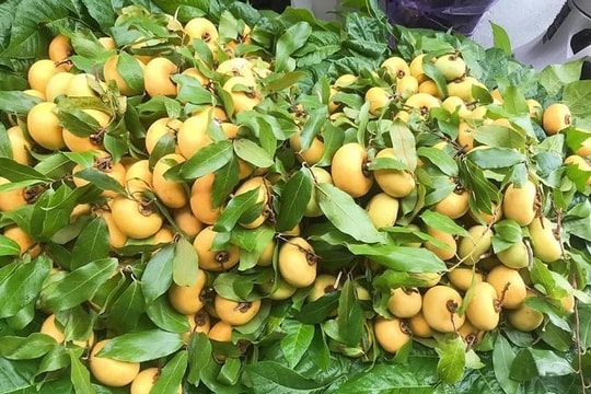Nhớ mùa thị chín