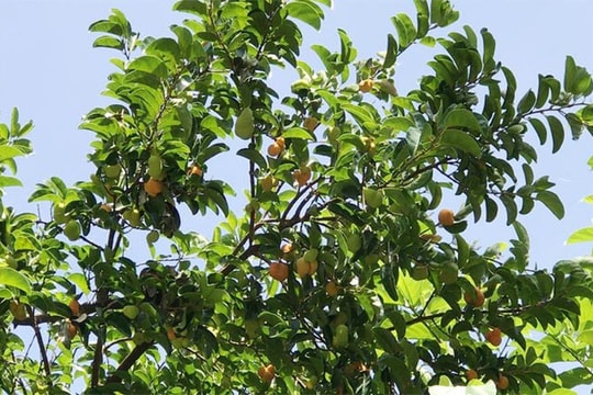 Thương nhớ vị chay chua ngọt