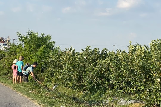 Dùng kích điện bắt cá