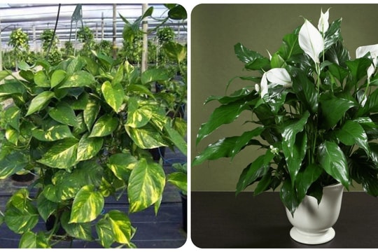 7 loại cây nên trồng trong nhà vì tốt cho sức khoẻ