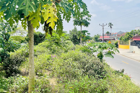 Trồng cây ăn quả trên mặt đê