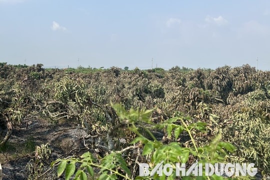 Cháy vườn vải sớm ở xã Thanh Quang