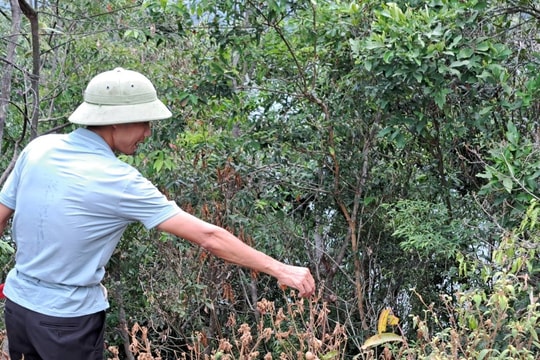 Các cá thể khỉ chùa Nhẫm Dương thích nghi tốt môi trường mới