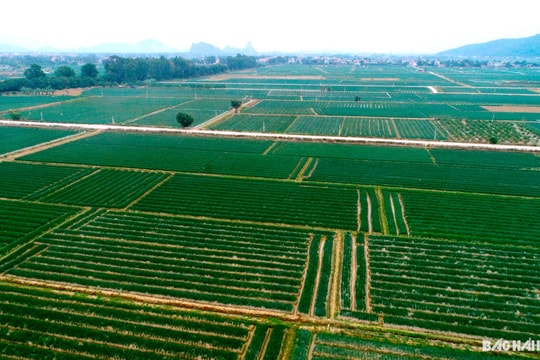  Kinh Môn hỗ trợ phân bón hữu cơ cho 75 ha tỏi vụ đông