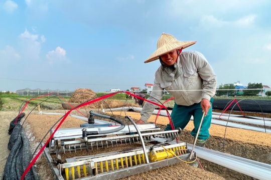 Nông dân Gia Lộc thu lãi cao từ rau giống