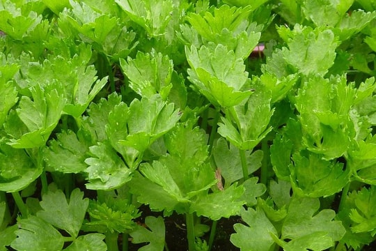 Tại sao nhiều người bỏ hết lá khi ăn cần tây?
