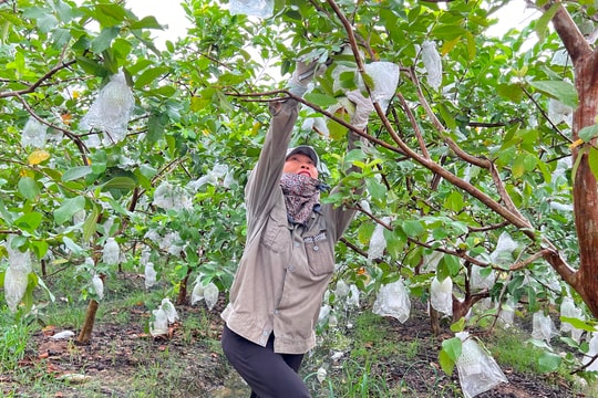 Thu lãi hơn 122 triệu đồng/ha ổi nhờ áp dụng kỹ thuật mới