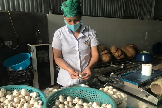 Công ty Nấm Việt cung cấp nấm mỡ trắng cho nhiều cửa hàng thực phẩm sạch