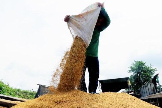 Giá gạo giảm sau thời kỳ tăng nóng