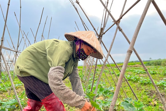 TP Hải Dương xây dựng thêm 2 vùng sản xuất rau màu VietGAP