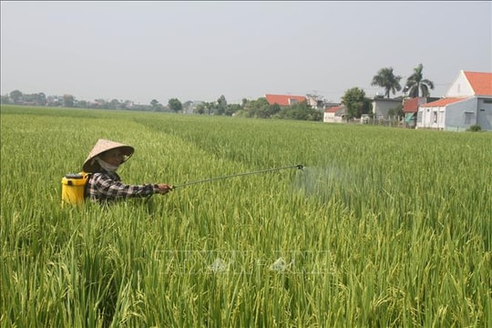 Kiểm soát sâu bệnh, dịch hại trên lúa mùa tại các tỉnh phía Bắc