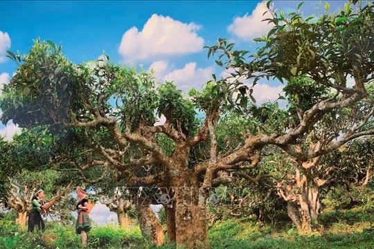 Lễ hội Trà Shan tuyết diễn ra từ ngày 22/9 tại Yên Bái
