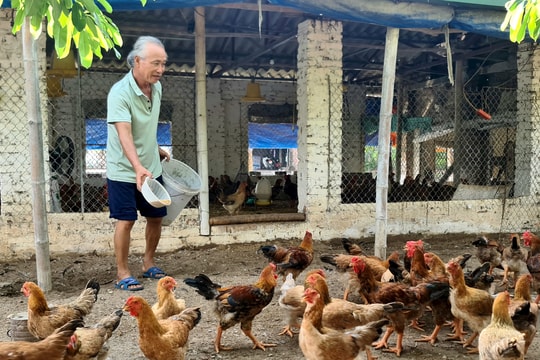 Xây dựng thương hiệu OCOP “gà thảo dược Cẩm Hoàng”