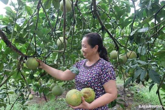 Thanh Hà vào vụ thu hoạch bưởi đào