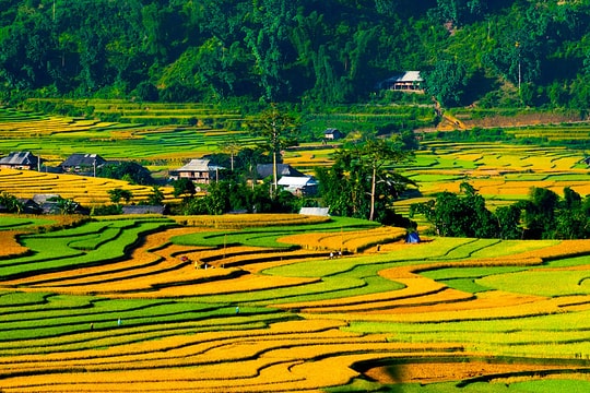 Kinh nghiệm chụp ảnh đẹp mùa lúa chín