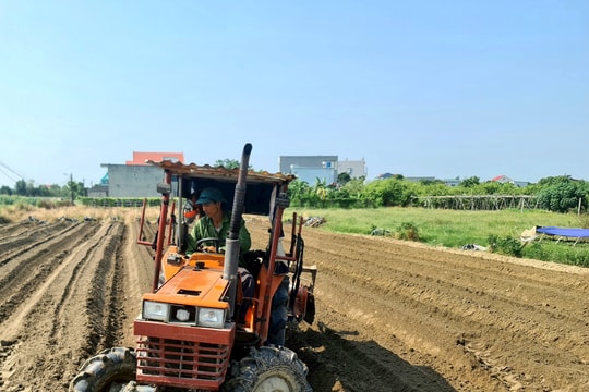 Hải Dương hỗ trợ kinh phí mở rộng hơn 400 ha cây vụ đông