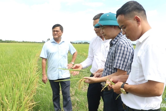 Lúa lai thơm 6 VietGAP ở Nam Sách cho lợi nhuận cao hơn giống đối chứng