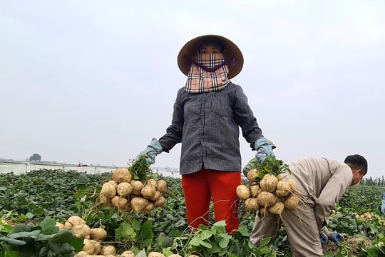 Hải Dương có 18 vùng trồng rau màu đạt chứng nhận VietGAP