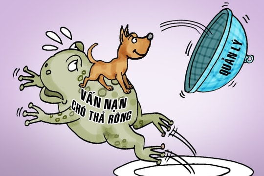 Xử lý chó thả rông