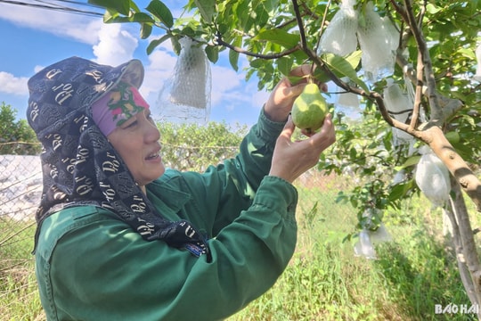 Giòn ngọt ổi lê Tân Hồng
