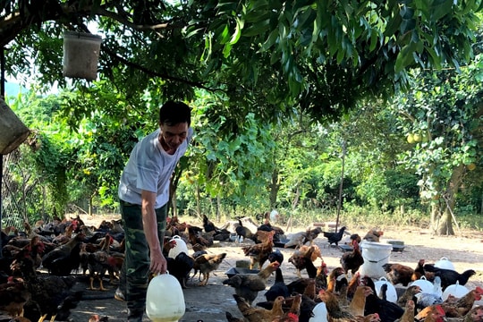 Giá gà đồi Chí Linh tăng cao, tiêu thụ thuận lợi