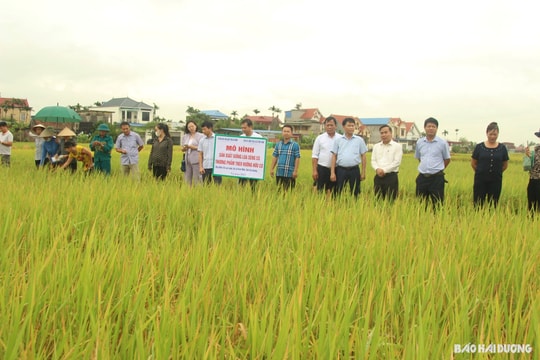 Lúa Séng cù canh tác theo hướng hữu cơ cho hiệu quả kinh tế cao