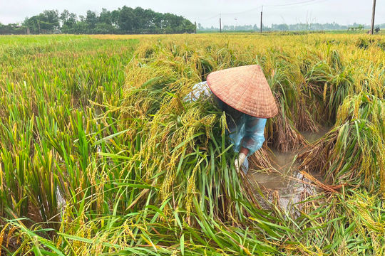Hơn 780 ha lúa và cây rau màu ở Thanh Miện bị ngập úng