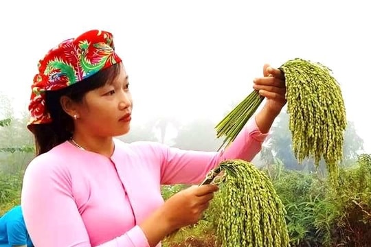 Nồng thơm hương cốm thu Tây Bắc