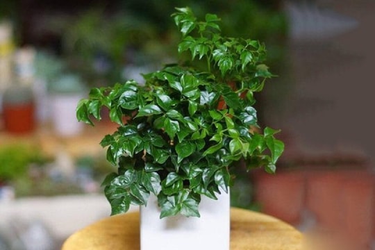 Ý nghĩa đặc biệt của cây hạnh phúc