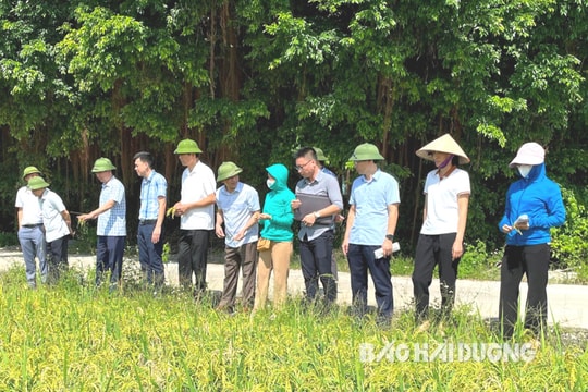 Dự kiến năng suất lúa mùa của Hải Dương tăng 2 tạ/ha