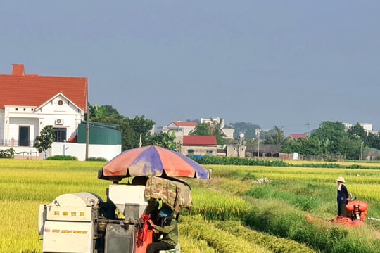 Nông dân Hải Dương thu hoạch lúa mùa nhanh