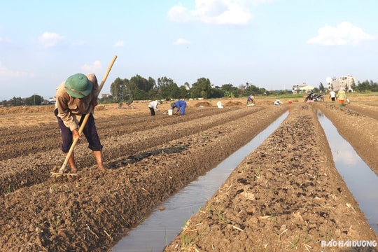 Nông dân Nam Trung hối hả vào vụ hành
