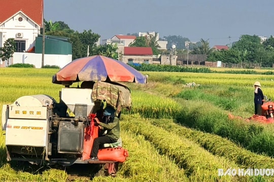 Thêm 8 vùng sản xuất được cấp mã nội địa
