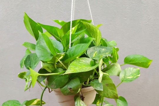 Có nên trồng cây trầu bà ở trong nhà?